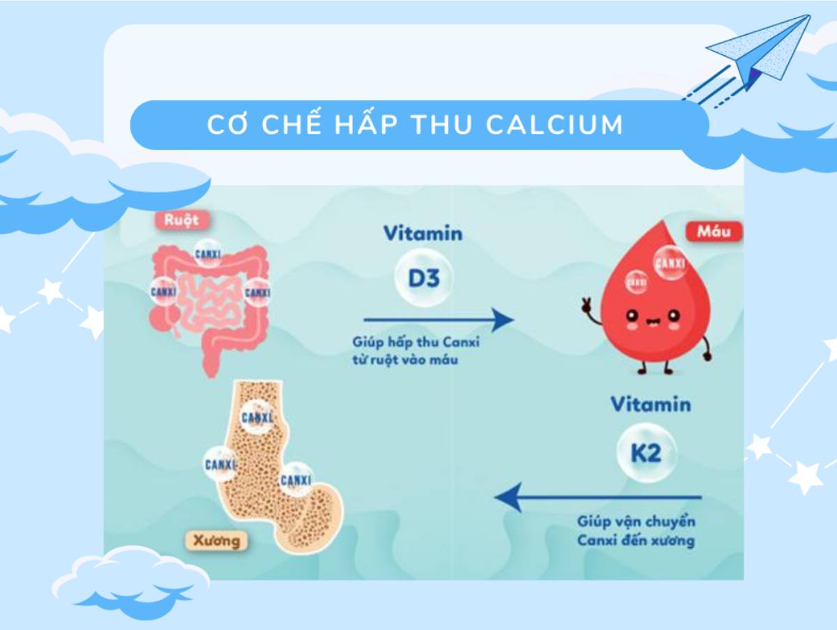 Vitamin D3 và K2 có vai trò nòng cốt giúp cơ thể hấp thu canxi hiệu quả (1)